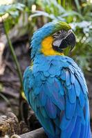 Ara ararauna golden blue macaw, blue and yellow colors, intense colors, beautiful bird perched on a branch, guadalajara photo