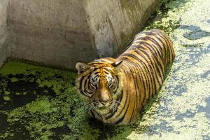 Panthera tigris tigris tigre peeking out of its shelter at the zoo, mexico photo