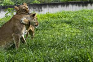 Panthera leo, two lionesses playing in the grass, while biting and hugging each other with their claws, zoo, mexico photo