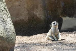 meerkat, Suricata suricatta, sitting on a stone resting, hairy animal, mexico photo