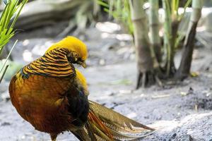 chrysolophus pictus, faisán dorado hermoso pájaro con plumaje muy colorido, dorados, azules, verdes, méxico foto