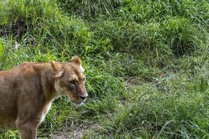 Panthera leo, lioness sitting on the grass resting, guadalajara zoo, mexico photo