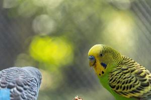 melopsittacus undulatus, pájaro periquito comiendo semillas de pie sobre un alambre, fondo con bokeh, hermoso pájaro colorido, méxico foto