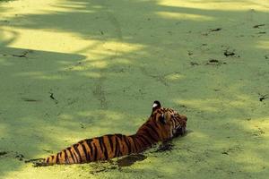 bengal tiger, Panthera tigris tigris, swimming to cool off, beautiful large feline, mexico, photo