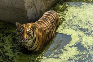 Panthera tigris tigris, bengal tiger looking directly at me, over water with green vegetation, mexico photo