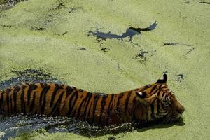 bengal tiger, Panthera tigris tigris nandando para refrescarse, beautiful large feline, mexico photo