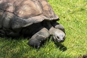 giant tortoise, Aldabrachelys gigantea, foraging for food in the field, resting in the shade of a tree. mexico photo