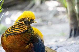 chrysolophus pictus, faisán dorado hermoso pájaro con plumaje muy colorido, dorados, azules, verdes, méxico foto