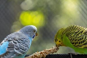 periquito pájaro comiendo semillas de pie sobre un alambre, fondo con bokeh, hermoso pájaro colorido, méxico foto