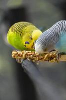 periquito pájaro comiendo semillas de pie sobre un alambre, fondo con bokeh, hermoso pájaro colorido, méxico foto