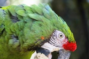 Amazona viridigenalis, a portrait red-fronted parrot, posing and biting, beautiful bird with green and red plumage, mexico photo