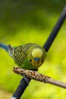 periquito pájaro comiendo semillas de pie sobre un alambre, fondo con bokeh, hermoso pájaro colorido, méxico foto