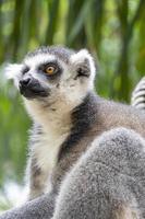 lémur de cola anillsfs, lemuroidea, sentado tranquilamente en una rama observando humanos, méxico foto