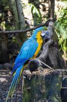 Ara ararauna golden blue macaw, blue and yellow colors, intense colors, beautiful bird perched on a branch, guadalajara photo