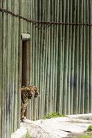 two bengal tigers, Panthera tigris tigris walking inside their shelter at the zoo, mexico photo