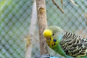 Melopsittacus undulatus, parakeet bird eating seeds standing on a wire, background with bokeh, beautiful colorful bird, mexico photo