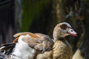 Alopochen aegyptiacus Egypt Nile goose or geese, birds of Africa anatidos anseriform is one of a family which currently unquenched species. zoo photo