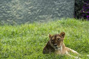 Panthera leo, lioness sitting on the grass resting, guadalajara zoo, mexico photo