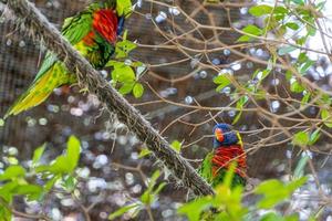 Trichoglossus haematodus haematodus rainbow lori, a bird that has a very beautiful color combination mexico photo