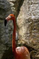 Flamingo seen close up, behind a waterfall, pink feathered animal, mexico photo