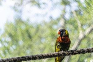 Trichoglossus haematodus haematodus rainbow lori, a bird that has a very beautiful color combination mexico photo