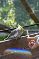 Nymphicus hollandicus, young woman giving food to a bird, grains stuck on a wooden stick and the bird fed, mexico photo