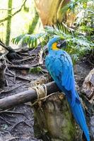 Ara ararauna Colorful of Scarlet macaw bird's feathers with red yellow orange and blue shades, exotic nature background and texture photo