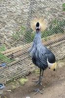 grulla coronada, balearica regulorum, dentro de una jaula de malla en el zoológico, un pájaro con plumas de colores brillantes, méxico foto