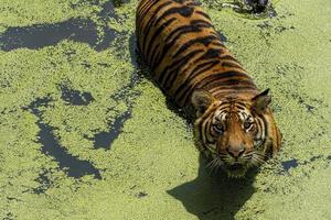 hermoso felino grande, nadando para refrescarse, méjico, panthera tigris tigris, tigre de bengala, foto