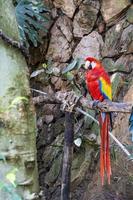 Ara macao Portrait of colorful Scarlet Macaw parrot against jungle background, zoo mexico photo