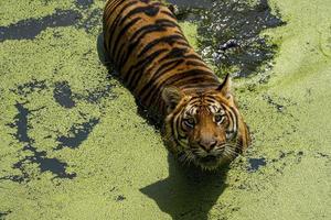 bengal tiger, Panthera tigris tigris, swimming to cool off, beautiful large feline, mexico, photo