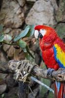 Ara macao Portrait of colorful Scarlet Macaw parrot against jungle background, zoo mexico photo