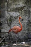 Flamingo seen close up, behind a waterfall, pink feathered animal, mexico photo