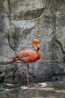 Flamingo seen close up, behind a waterfall, pink feathered animal, mexico photo