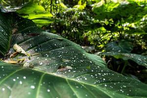 water drops on colomo leaf very large size leaf, mexico photo