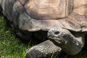 tortuga gigante, aldabrachelys gigantea, buscando comida en el campo, descansando a la sombra de un árbol. México foto