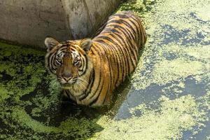 Panthera tigris tigris, bengal tiger looking directly at me, over water with green vegetation, mexico photo