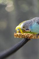 periquito pájaro comiendo semillas de pie sobre un alambre, fondo con bokeh, hermoso pájaro colorido, méxico foto