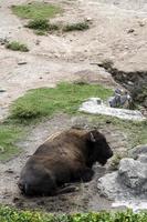 american bison, sitting next to a stone resting, zoo, mexico photo