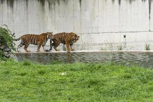 bengal tiger, Panthera tigris tigris, swimming to cool off, beautiful large feline, mexico, photo