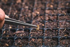plantar semillas, verduras y frutas en bandejas de plantación. foto