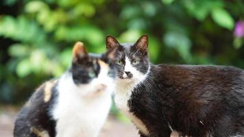 Un adorable gato salvaje sentado en el jardín para descansar. foto