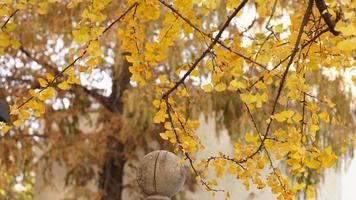 The beautiful autumn view with the colorful leaves on the tree in the city photo