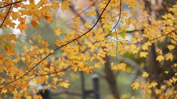 The beautiful autumn view with the colorful leaves on the tree in the city photo