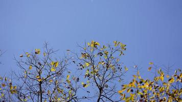 The beautiful autumn view with the colorful leaves on the tree in the city photo