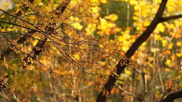 The beautiful autumn view with the colorful leaves on the tree in the city photo