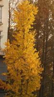 The beautiful city view with the yellow autumn leaves and old buildings under the warm autumn sunlight photo