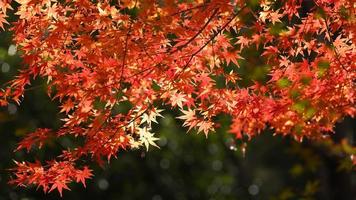 The beautiful autumn view with the colorful leaves on the tree in the city photo