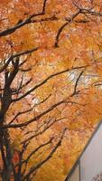 la hermosa vista otoñal con las hojas coloridas en el árbol de la ciudad foto