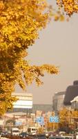 The beautiful autumn view with the colorful leaves on the tree in the city photo